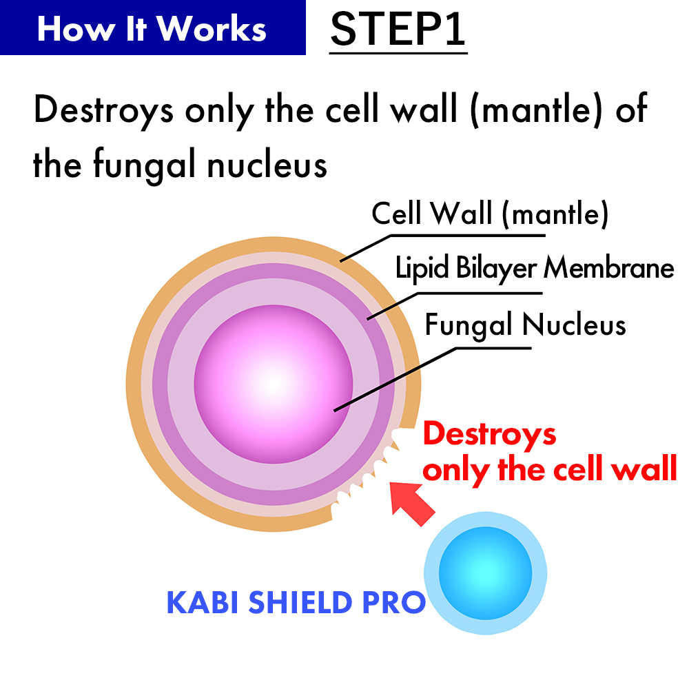 Mechanism of Efficacy STEP1