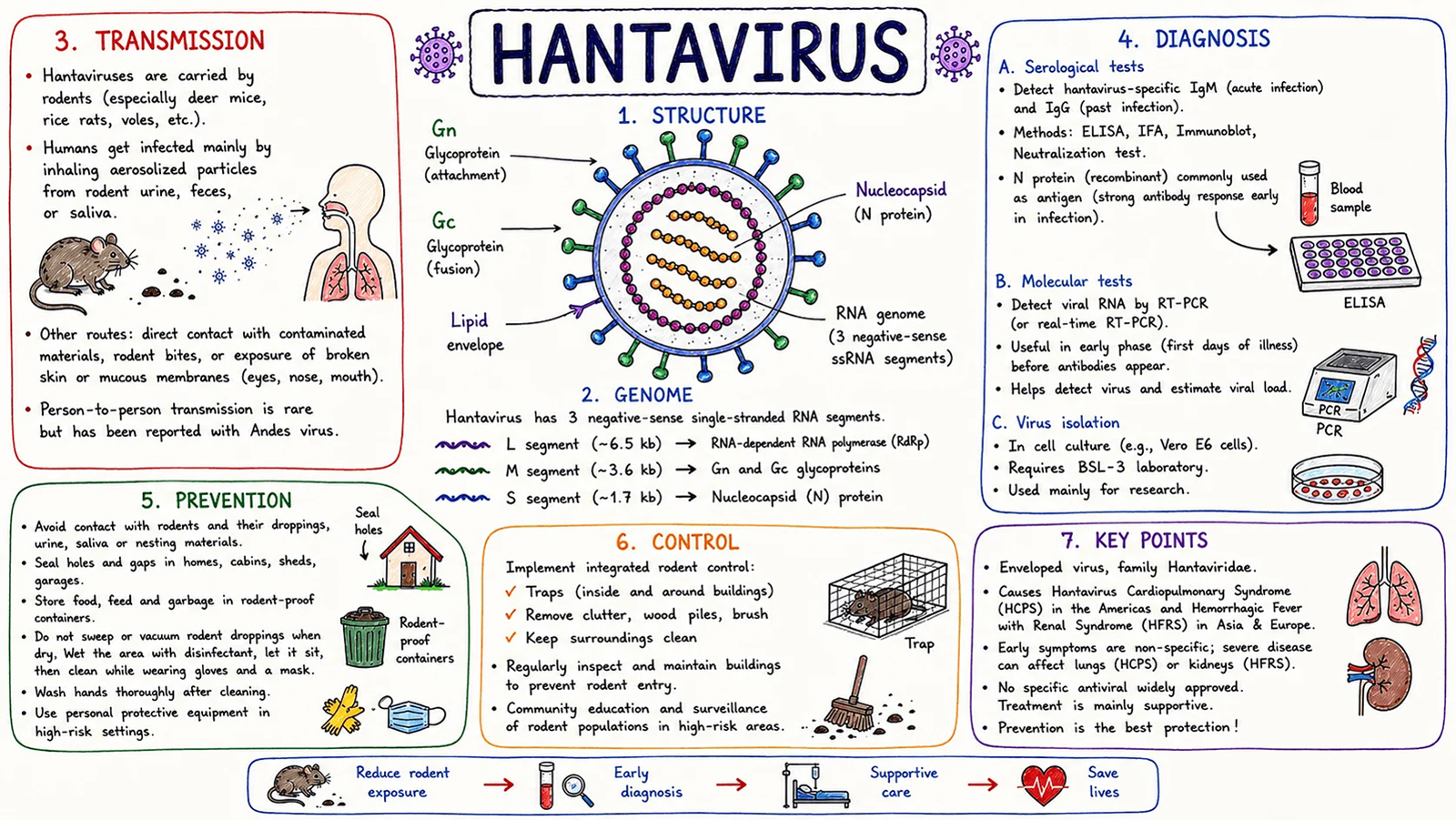 Detailed structural diagram of a hantavirus particle showing the lipid envelope, genomic RNA, and replication cycles