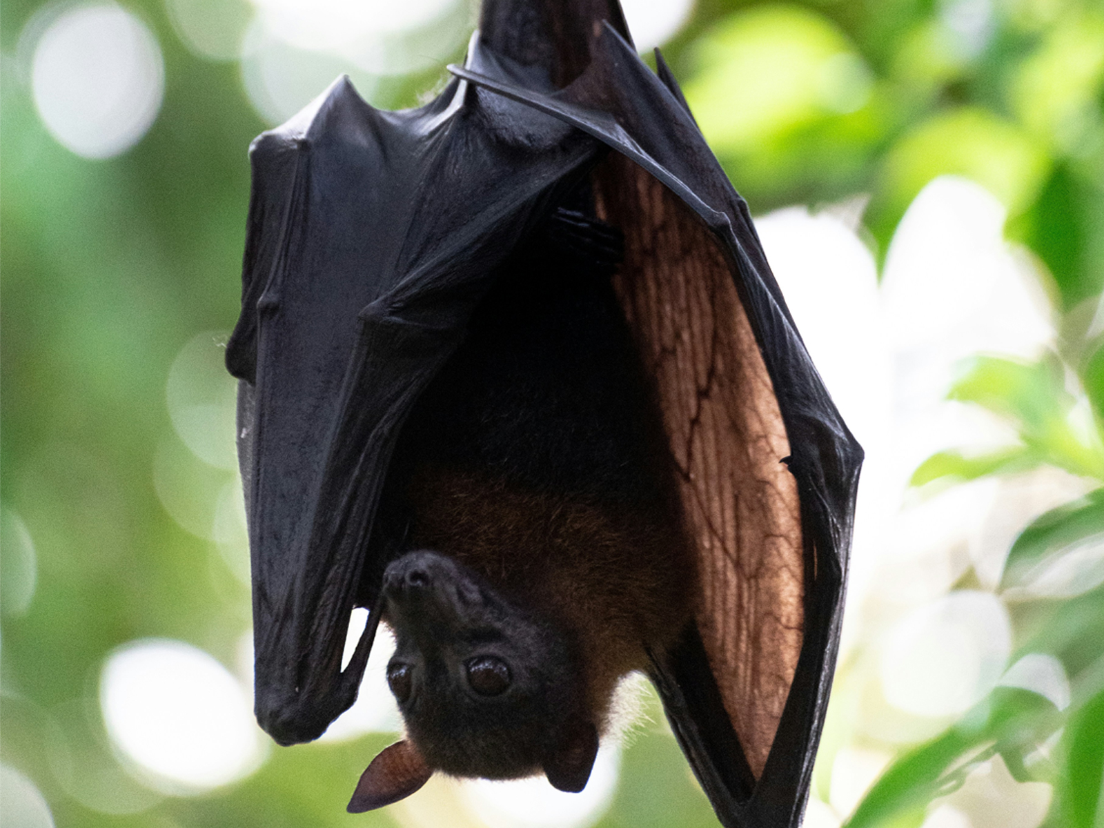 Fruit bat illustration