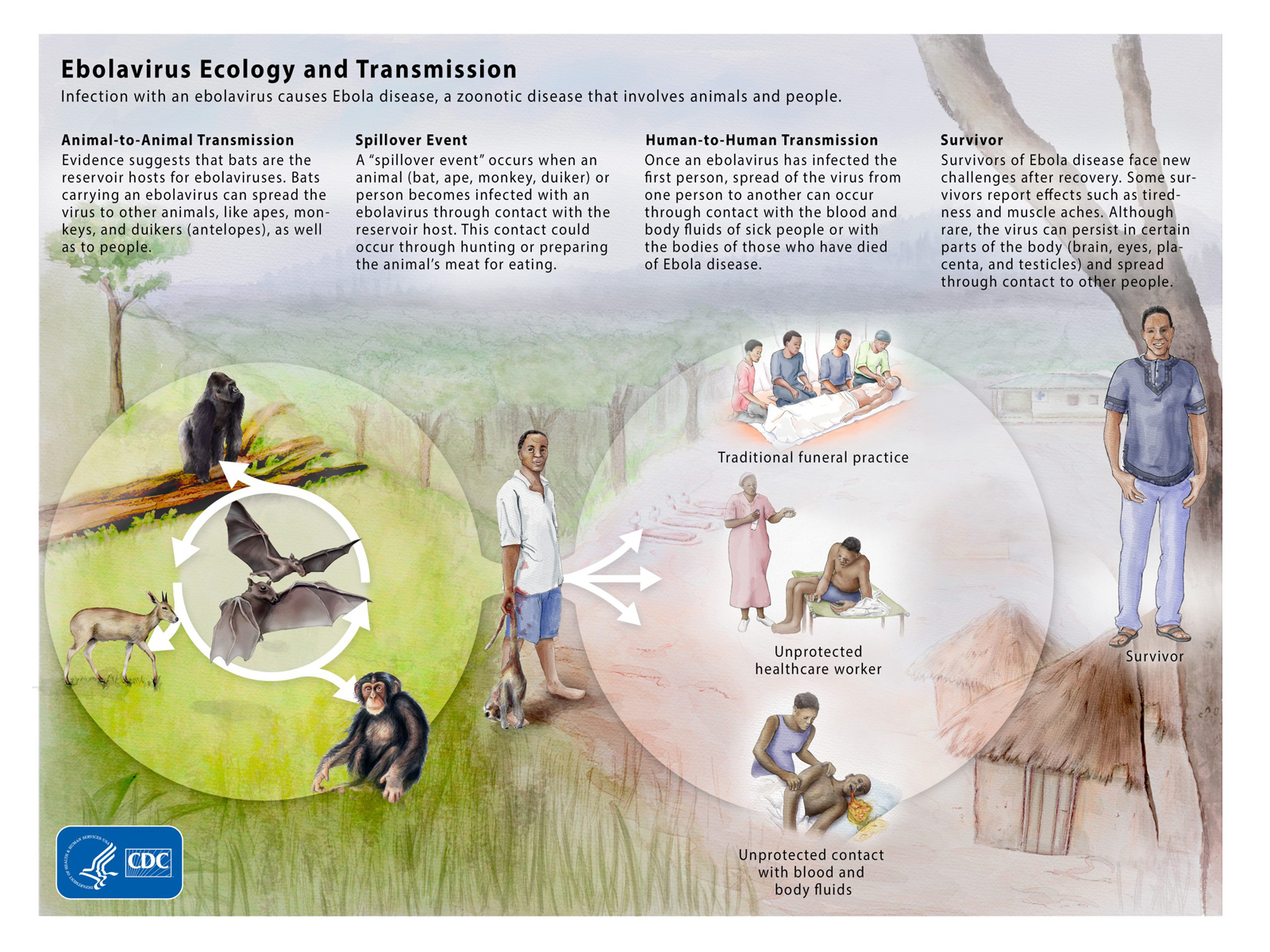 Ebola spreads between animals and then spills over to people.
